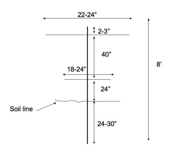 Dimensions of a T-trellis with an 8 ft height and a width from 22 to 24 in.